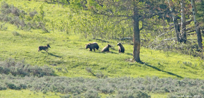 Grizzly-and-Cubs-with-Wolf-0E8A3407.jpg