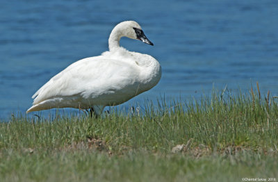Trumpeter-Swan-0E8A2662.jpg