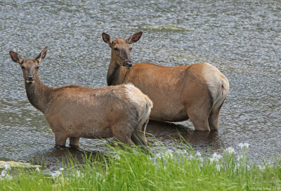 Elk-Cows-0E8A4861.jpg
