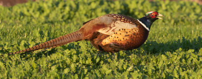 Ring-necked Pheasant