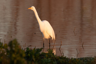 Great Egret