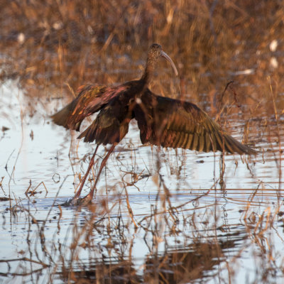 Long-billed Curlew