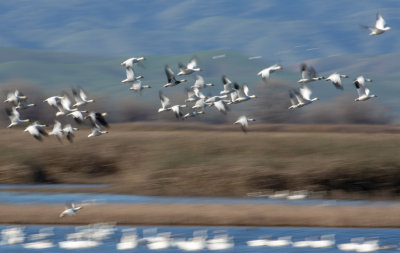 Snow geese blast off