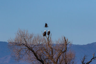 Two eagles checking out passing crow