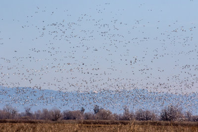 Snow geese blast off