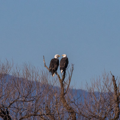 Bald Eagle