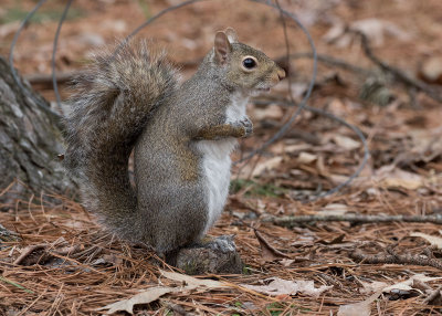 Neighborhood Grey Squirrel