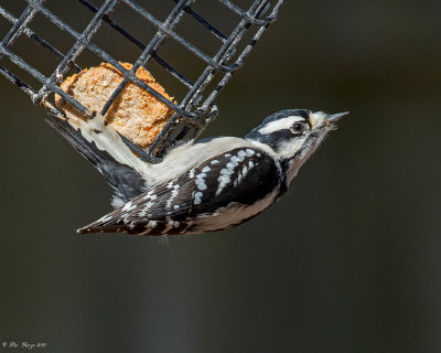 Downy Woodpecker