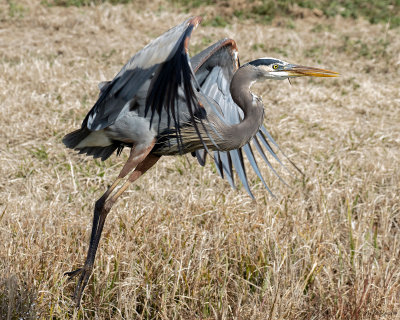 Great Blue Heron