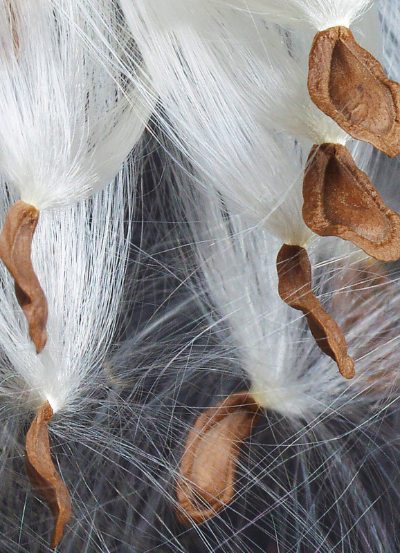 13X18closeseeds57.jpg
