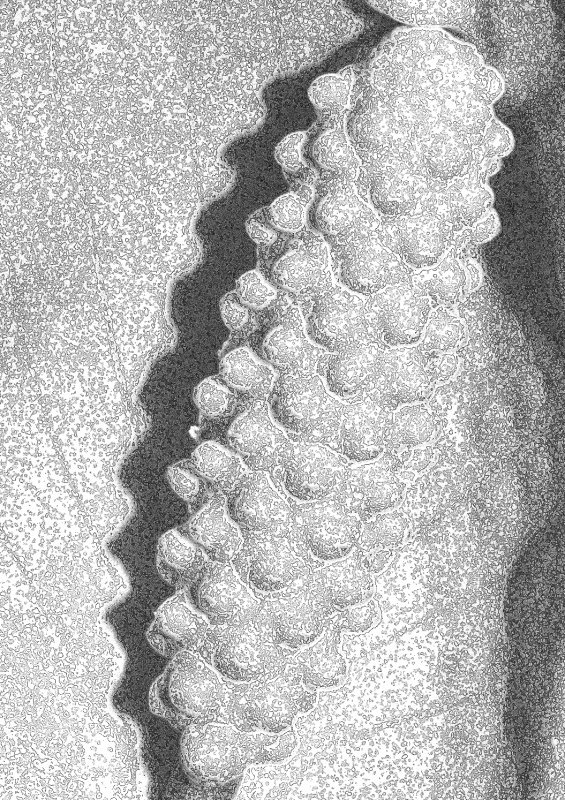 leaf11.jpg