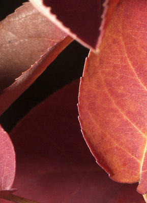 13X18_crp05.jpg