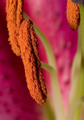 close50mm.jpg