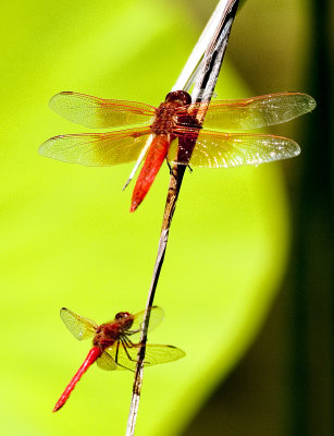 DragFlies12.jpg