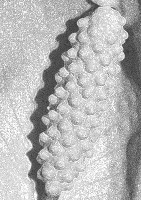 leaf11.jpg