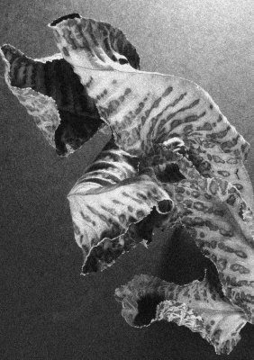 leafstudy1.jpg