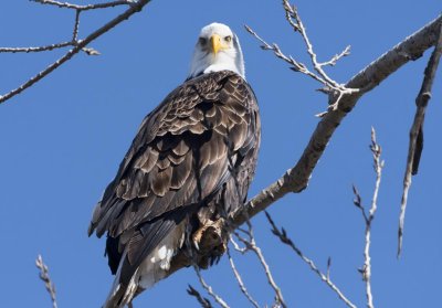 American Bald Eagle - 2019