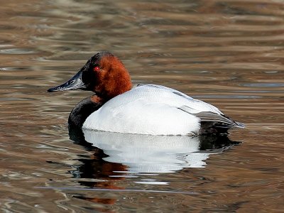 Canvasback Duck