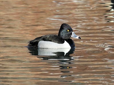 Ring-necked Duck