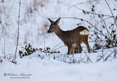 Capriolo (Capreolus capreolus)