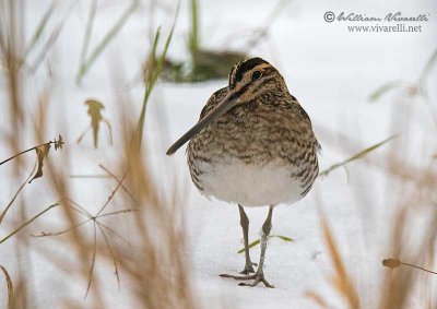 Beccaccino ( Gallinago gallinago)