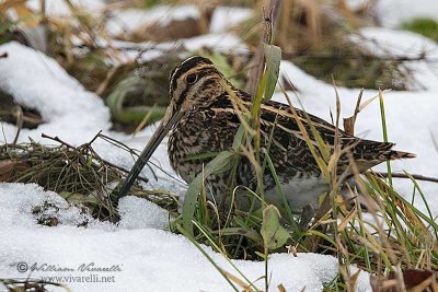 Beccaccino ( Gallinago gallinago)