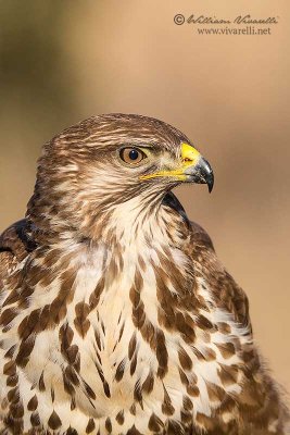 Poiana (Buteo buteo)