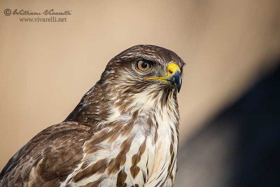 Poiana (Buteo buteo)