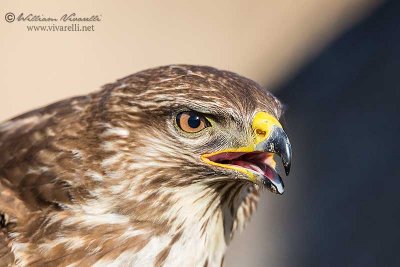 Poiana (Buteo buteo)