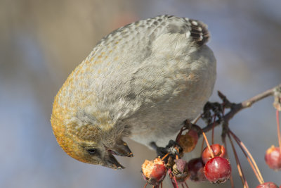 Durbec des sapins Pines Grosbeak