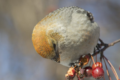 Durbec des sapins Pines Grosbeak