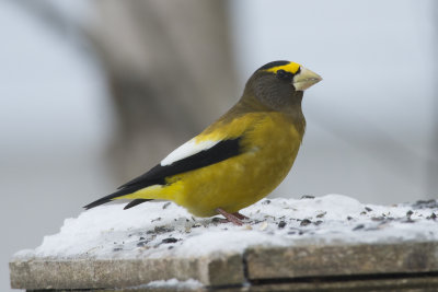 Gros-Bec errant Evening Grosbeak