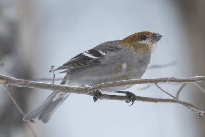 Durbec des sapins Pines Grosbeak