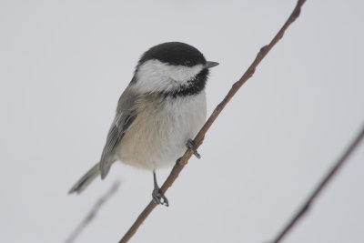 Msange  tte noire Black-capped Chickadee