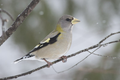 Gros-Bec errant Evening Grosbeak