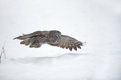 Chouette lapone - Great grey owl - Strix nebulosa