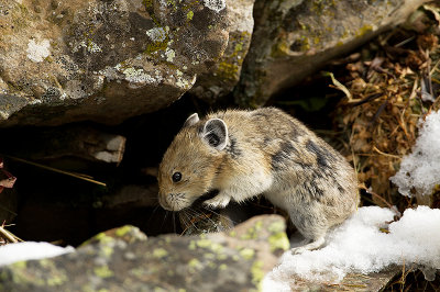 Pica d'Amerique - American pika - Ochotona princeps