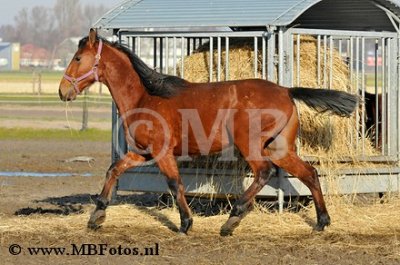 _MBF0242.jpg