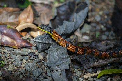 Fire-bellied snake 