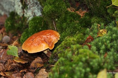 Gele ringboleet - Suillus grevillei.JPG