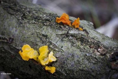 Gele trilzwam - Tremella mesenterica.JPG