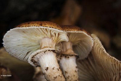 Sombere honingzwam - Armillaria ostoyae.JPG