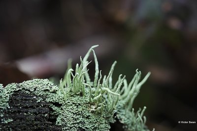 Smal bekermos - Cladonia coniocraea.JPG
