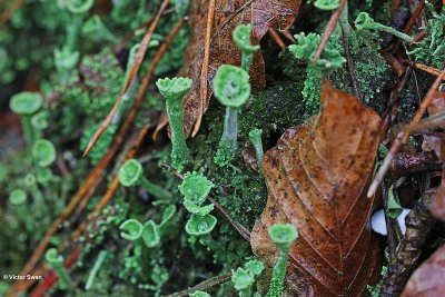 Kopjes bekermos - Cladonia fimbriata.JPG