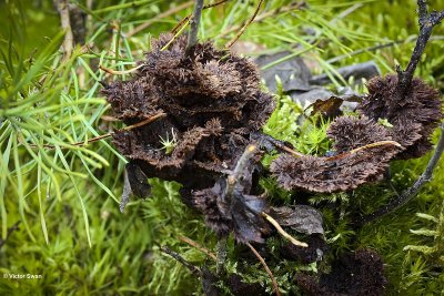 Gewone franjezwam - Thelephora terrestris.JPG