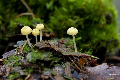 Dennenkleefsteelmycena Mycena epipterygioides .JPG