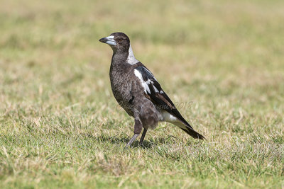 Australian Magpie (dark form)