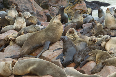 Cape Fur-seals 