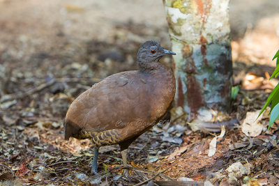 Brown Tinamou