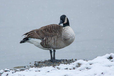 Canada Goose  